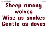 Sheep among wolves